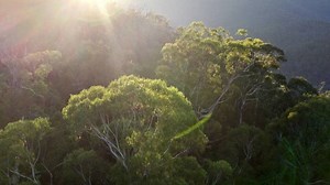 « L’arbre qui cache la forêt » sur Arte met la biodiversité à l’honneur, entre science et poésie