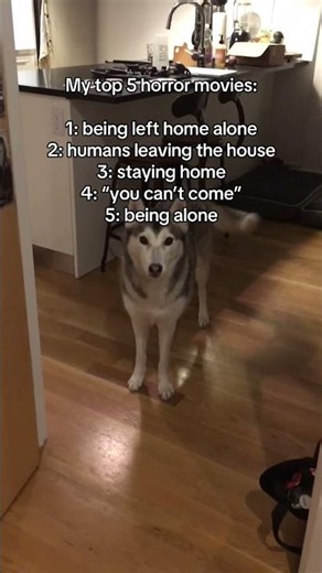 Velcro dog life 🤣🐕 #Trend #Dog #Husky #funny #top5horrormovies