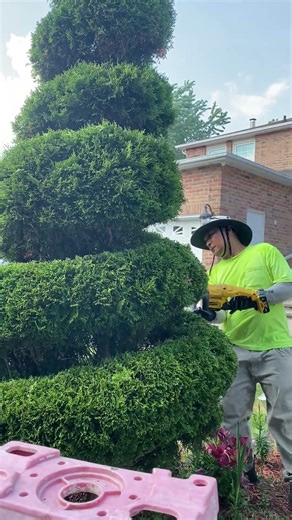 Part #1 Trimming /Shaping a beautiful Emerald Cedar Tree.