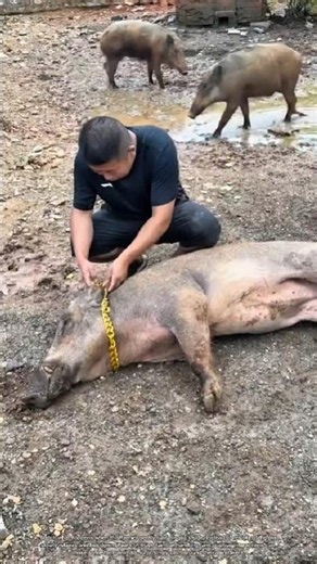 Why This Farm Pig Lies Down on Command #rurallife #livestocklife #farming