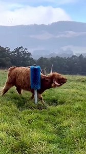 😍 Bianca the highland cow certainly knows how to get the most of her scratching post. It’s made from an old local council street sweeper! 🎥 via Highland Getaway Tas Subscribe to our ABC Rural newsletters: ab.co/3J7EGSM Remember you can share your videos and photos with us here: ab.co/messageABCRural or hashtag #ABCKeepItRural | ABC Rural