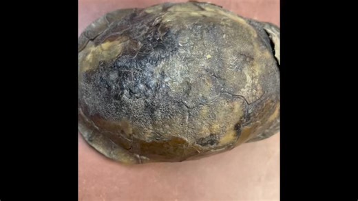 34K views · 684 reactions | From Christy~ This severely burned box...