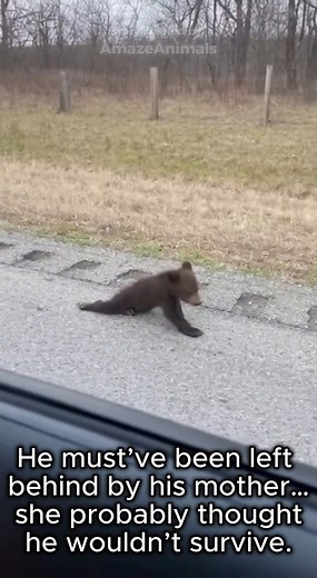 He couldn’t walk… but this woman refused to leave him behind 🐻❤️ A tiny bear cub was found crawling by the road, unable to move his back legs. Most would’ve driven away… but she stopped. What followed was a story of love, healing, and an unbreakable friendship between a bear and a dachshund. 💕 #animalrescue #truefriendship #emotional Fictional story (AI) created by AmazeAnimals | AmazeAnimals