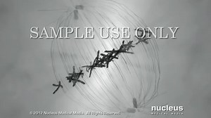 Fertilization (Conception)