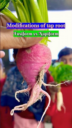 Fusiform & napiform roots