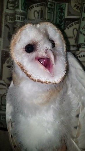 Baby barn owl screaming