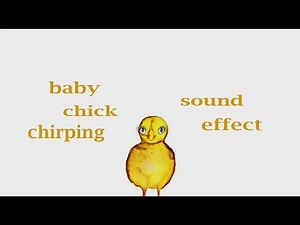 How A Baby Chick Chirping / Sound Effect / Animation