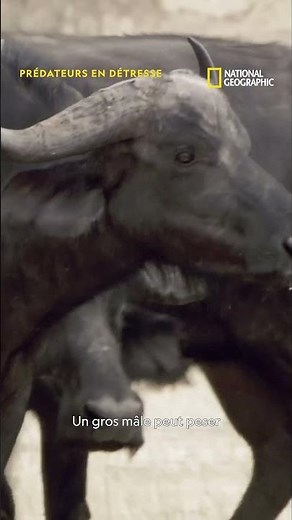 La solidarité d'un troupeau de buffles face aux lions