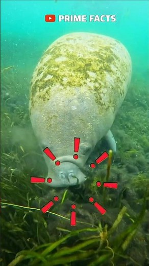 Amazing Facts About Manatees & Gibbons You Didn’t Know