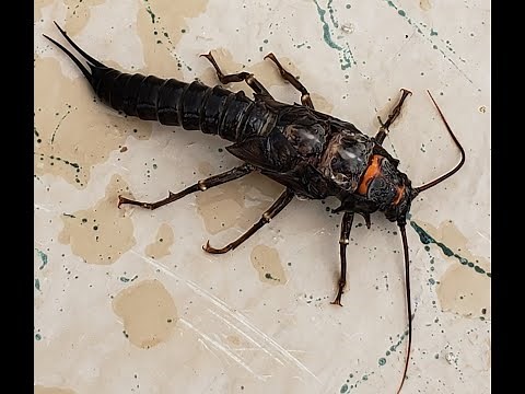 My top two salmon fly patterns in Montana