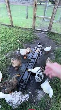 Time To Feed The Ducks