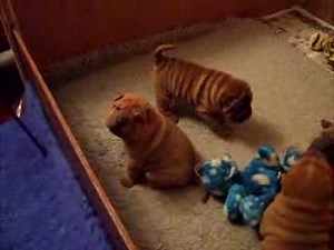 Shar-pei puppies