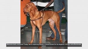 The Pros and Cons of Owning a Vizsla