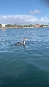“Thank you” is wonderful to hear in every language, but loon calls are our favorite 🥰 📹 Taylor Spiliotis | International Bird Rescue