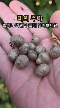 마의 주아(20260920) #산야초 #마 #뮤신 #위장 보호 #까지 말고 씻어서 그냥 넣으세요 #shorts