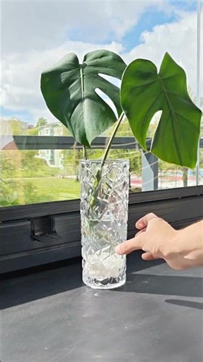 Monstera Propagation in Just 3 Weeks 🌿 #plants #monstera #mosspole