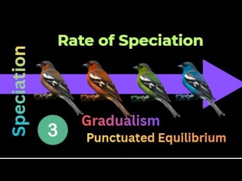 Rate of Speciation: Gradualism vs. Punctuated Equilibrium