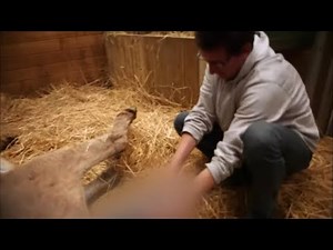 Une ânesse donne naissance