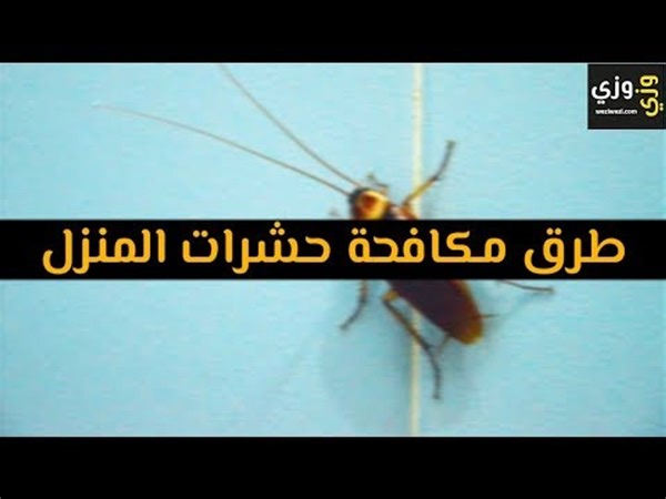 أهم طرق مكافحة حشرات المنزل