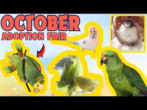 Parrots in need of a home: meet our October 2024 adoption fair foster birds