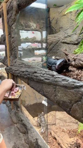 372K views · 3.1K reactions | These guys love their chicken!  Who can blame them  The fact that they can eat and digest the bones by themselves is so wild!  Happy Friday • • • • • • • • • • • #wildlife #wild #wow #awesome #lizard #monitor #asianwatermonitor #cool #zoolife #zooanimals #reels #animalreels #reelsinstagram #animalvideos #animallovers | The Reptile Zoo | Facebook
