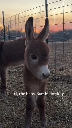 Donkeys Realm on Instagram: "Meet Pearl! She's our miniature donkey that looks like a little Bambi storybook deer!  Follow : @donkey_familyy Credit : @prettykansasfarm"
