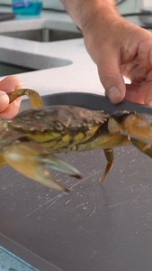 2.9K reactions · 120 comments | I Ate an Invasive Species #seafood #crab #invasivespecies | By the Water | Facebook