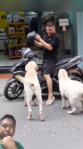 Napaka talented na aso😱😱#viral #viralvideo #youtube #youtubeshorts #ytshorts #video #youtuber #vlog