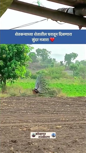 शेतकऱ्याच्या घरातून दिसला नाचणारा मोर 😍