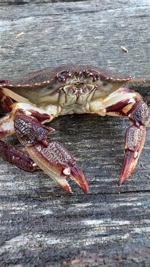 🦀 Chillin' with a Shy Red Crab on Newfoundland Dock! 🌊🐟 #Shorts #viral #crab #fishing #trending