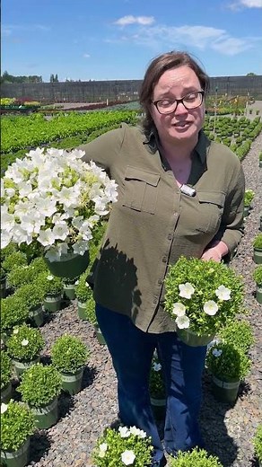 Pristar™ White Bellflower Steals the Show