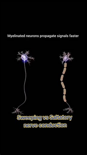Sweeping vs Saltatory conduction Conduction in myelinated vs non-myelinated nerve fibers Myelinated nerve fibers Structure: Axon is wrapped by a myelin sheath (formed by Schwann cells in PNS, oligodendrocytes in CNS) with gaps called nodes of Ranvier. Type of conduction: Saltatory conduction The action potential “jumps” from one node to the next. Ion exchange: Occurs mainly at the nodes of Ranvier. Speed: Very fast (up to ~120 m/s). Energy efficiency: More efficient, fewer ions cross the membran