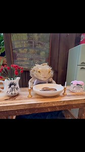 This is Chef Lenny: the man, the myth, the legend. I can’t believe it’s been two years since he passed. Remembering him this December and always—his spirit will forever be a part of our hearts. ❤️👨‍🍳 #beardie #reptile #petloss | Whosagoodlizard