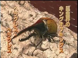 mushikotei 1_Round 16_ hercules beetle vs king baboon tarantula