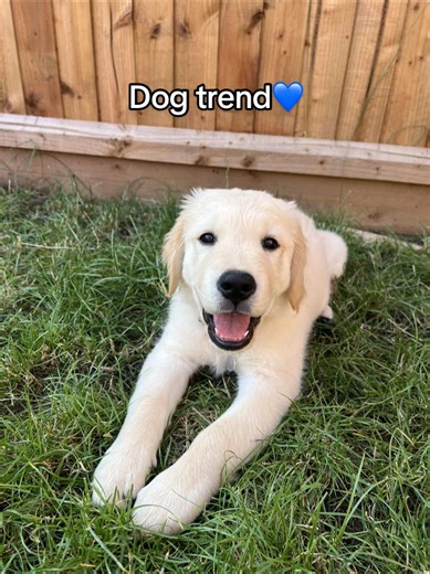 Barney the Golden Retriever: A Funny Dog Companion