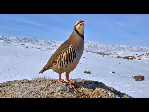 Pure Partridge Sound | Natural Wildlife Audio