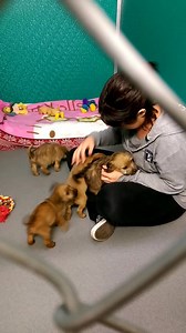 2.7K views · 159 reactions | Look at the puppies we have ready for...