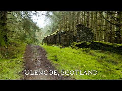 Glencoe Forest Walk along Verdant Mossy Trail and Babbling Brooks | Binaural Audio