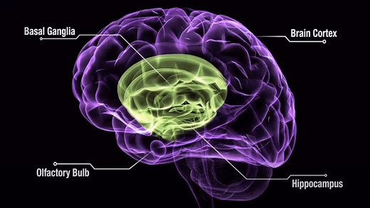 How Playing an Instrument Affects Your Brain