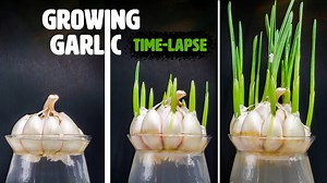 12 days of garlic growth: Stunning time-lapse & reverse transformation