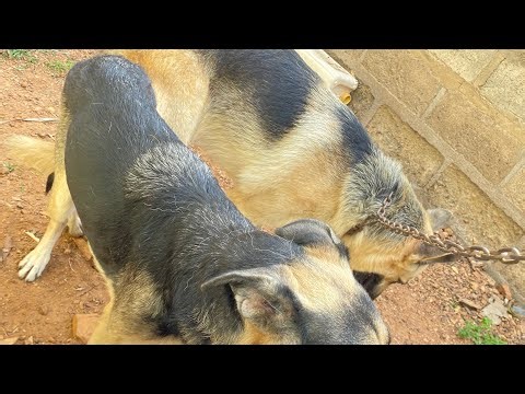 GERMAN SHERPERD ARTIFICIAL INSEMINATION 1