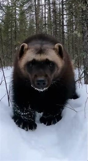 TENACIOUS PREDATOR Wolverine in its Natural Habitat #wolverine #arctic #winterforest #viral #omg