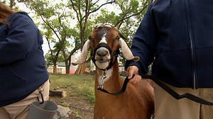 An old favourite is coming back to the zoo