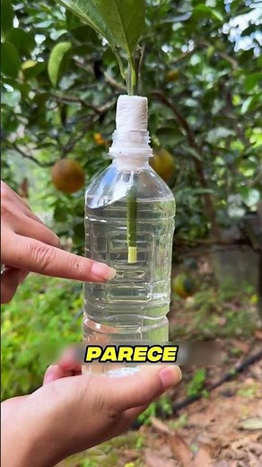 Clone your Orange Tree Like This 🍊