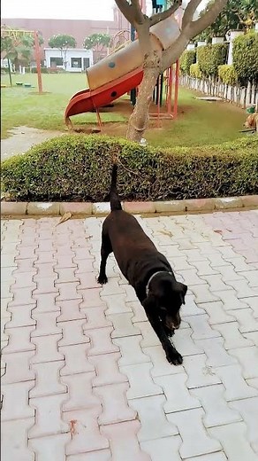 Lakadi Ki Kathi Kathi Ka ghoda