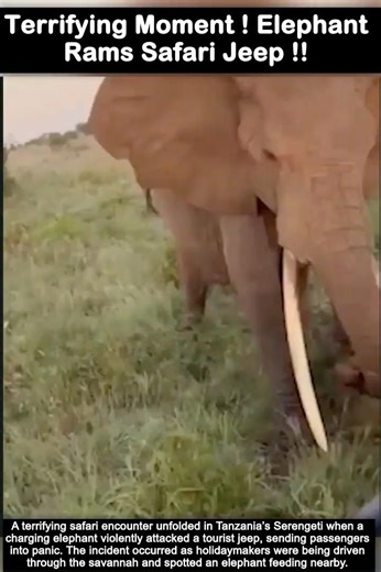 Terrifying Moment! Elephant Rams Safari Jeep! #fyp #foryou #viral #news #trending #elephant #attack