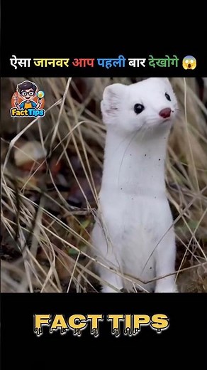 Why Do Rabbits Freeze When Stoats Dance? #facts #shorts #trending