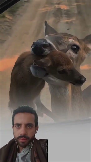 حين يهدد الخطر الحياة…تظهر رحمة الأم أقوى من كل خوف#video #shorts