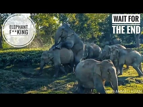 MALE ELEPHANT Mating young FEMALE ELEPHANT for the first time !!🤭