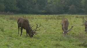 Stag Deer Play-fighting Slow Motion Stock Footage Video (100% Royalty-free) 7869394 | Shutterstock